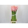 Zantedeschia Eydolls Salmon