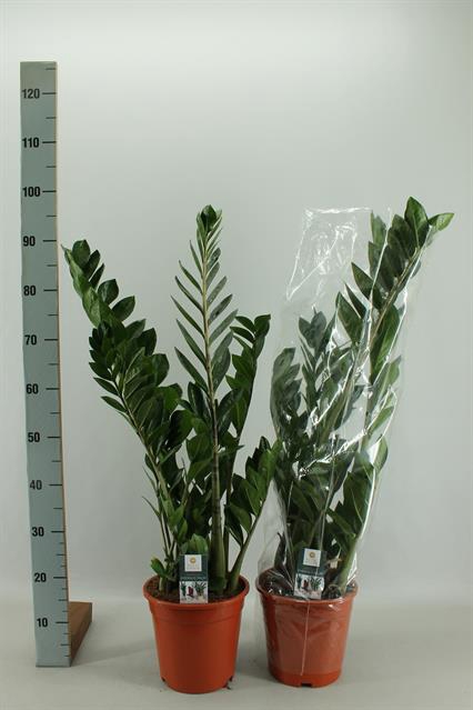 <h4>ZAMIO ZAMIIFOLIA P21</h4>