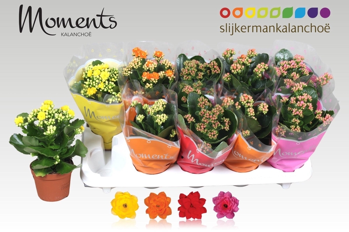 <h4>KAL GE GEM 4 KL</h4>