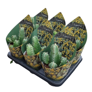 EUPHORBIA RESINIFERA - POT Ø 14 WITH POTCOVER (SUCCULENTEN)