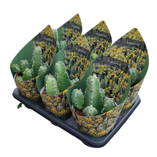 <h4>EUPHORBIA RESINIFERA - POT Ø 14 WITH POTCOVER (SUCCULENTEN)</h4>