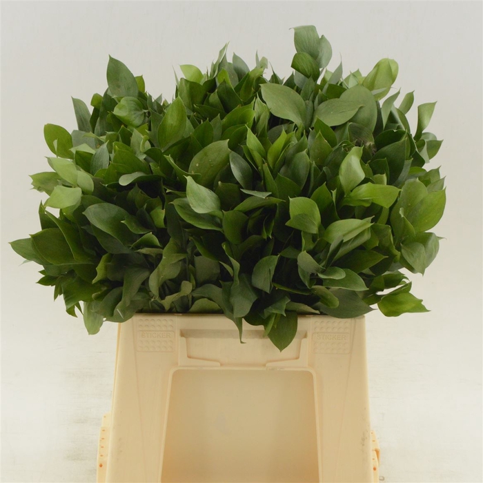 <h4>Ruscus Hypophyllum</h4>