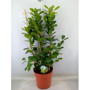 Ficus microcarpa 'Moclame'