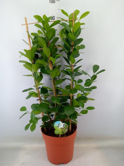 <h4>Ficus microcarpa 'Moclame'</h4>