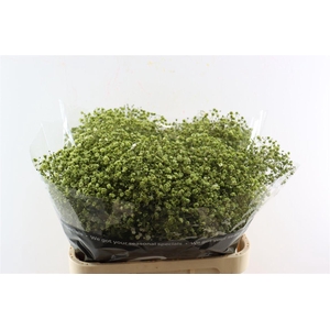 Gyps Pa. Green Olive