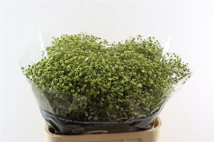 <h4>Gyps Pa. Green Olive</h4>