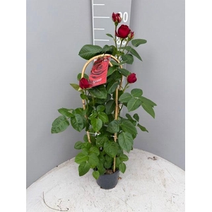 ROSA FL GRAND SELECT