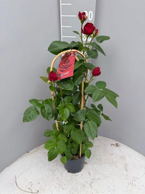 <h4>ROSA FL GRAND SELECT</h4>