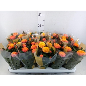 Rosa  'Firebird Kordana Grande'