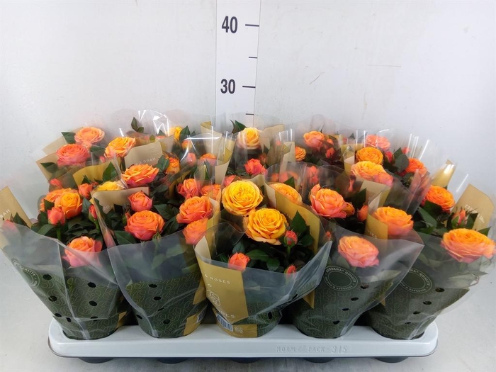 <h4>Rosa 'Firebird Kordana Grande'</h4>