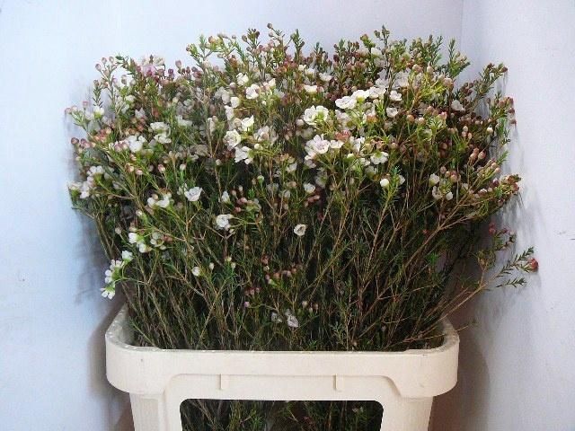 <h4>Chame Moonl Delight</h4>