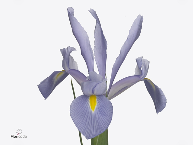 IRIS SHANGHAI