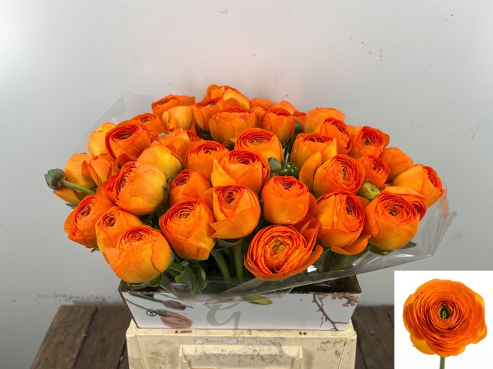 <h4>RAN SU LAMBADA</h4>