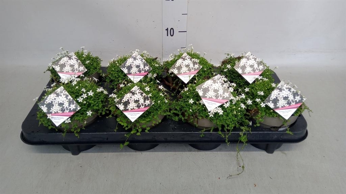 <h4>Isotoma petraea 'Milky Way'</h4>