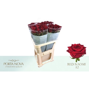 R Gr Red Naomi Unica A2