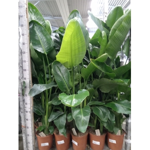 Strelitzia nicolai