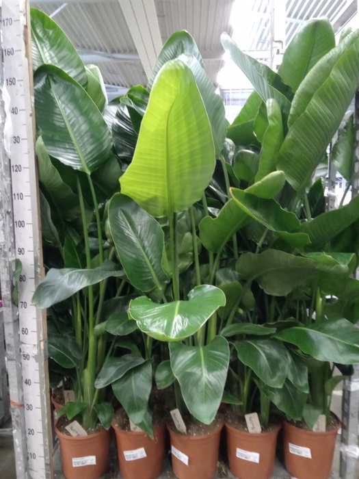 <h4>Strelitzia nicolai</h4>