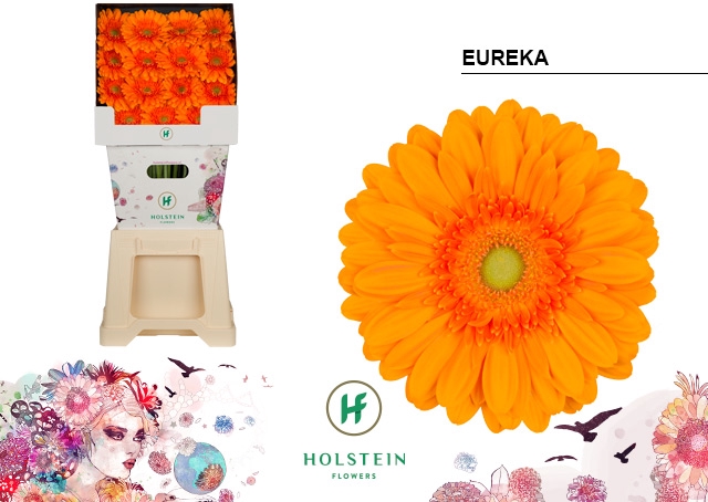 <h4>Gerbera Eureka Diamond</h4>