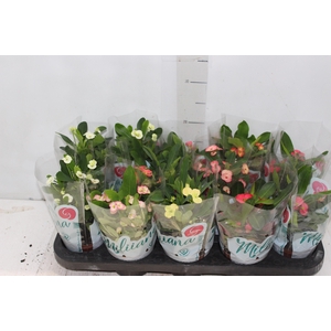 EUPHORBIA MILII MILIIANA P11