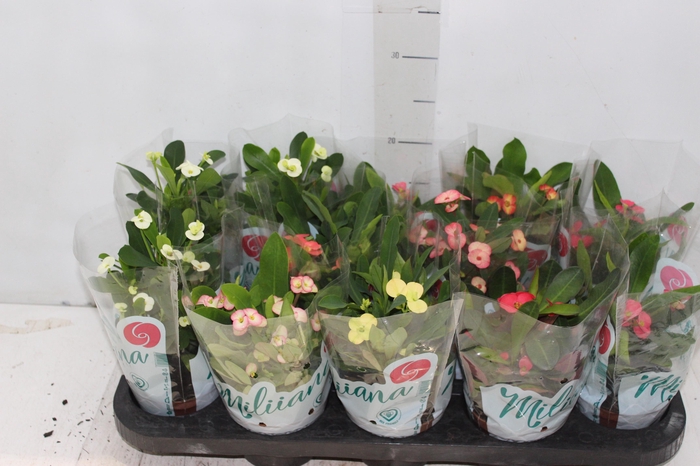 <h4>EUPHORBIA MILII MILIIANA P11</h4>