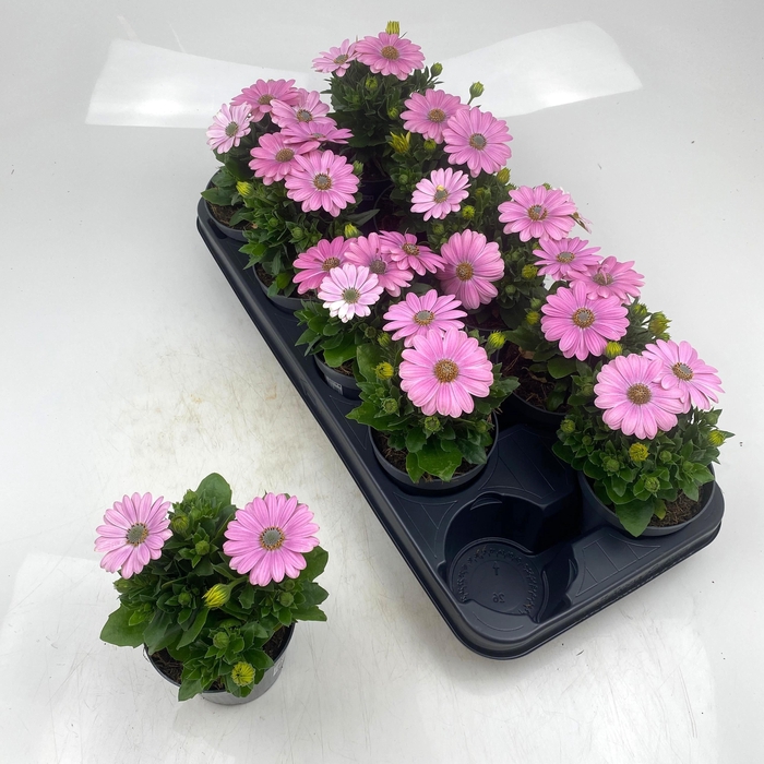 <h4>OSTEO SUNNY CAMBRIA</h4>