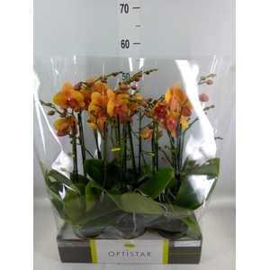 Phalaenopsis   ...orange