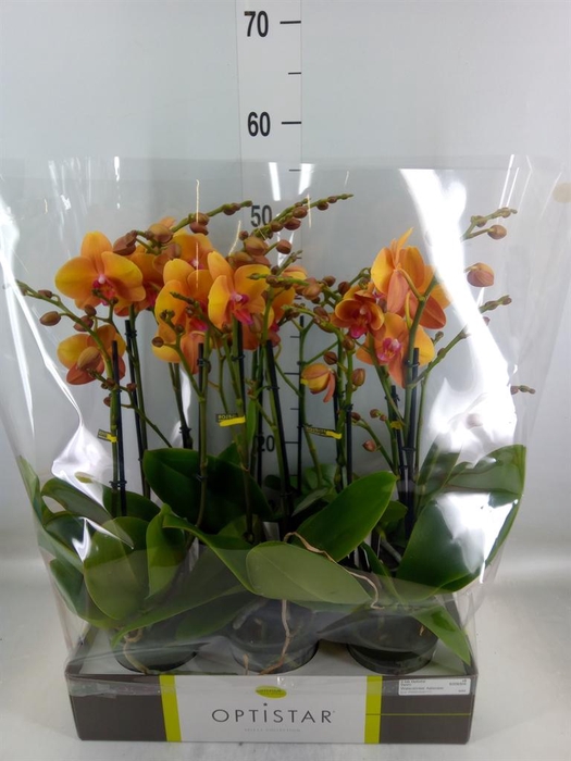 <h4>Phalaenopsis   ...orange</h4>