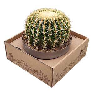 ECHINOCACTUS GRUSONII BREVISPINUS IN BOWL Ø20 ON LOW CARDBOARD BOX 25X25 (CACTUS)