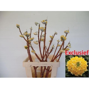 EDGEWORTHIA EXCLUSIEF