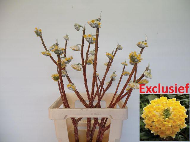 EDGEWORTHIA EXCLUSIEF