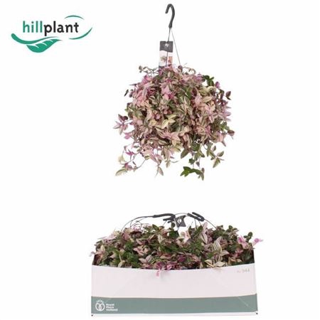 <h4>Tradescantia fluminensis 'Quadricolor'</h4>