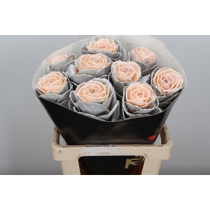 Snijgroen Brass Klb H