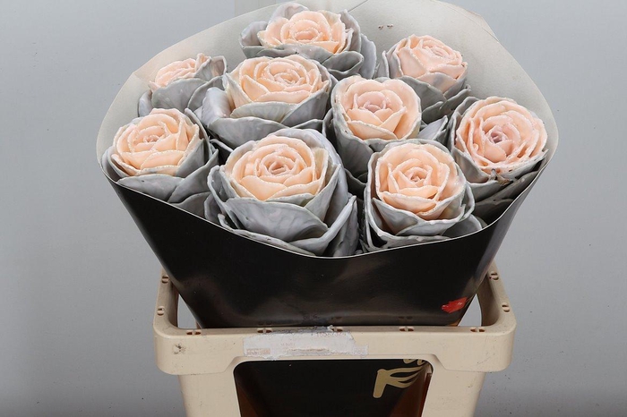 <h4>Snijgroen Brass Klb H</h4>