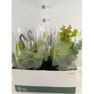 Epiphyllum anguliger