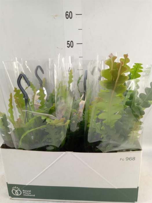 <h4>Epiphyllum anguliger</h4>