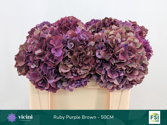 <h4>Hydrangea  'Magical Rubyred'  CL</h4>