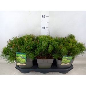 Pinus mugo var. pumilio