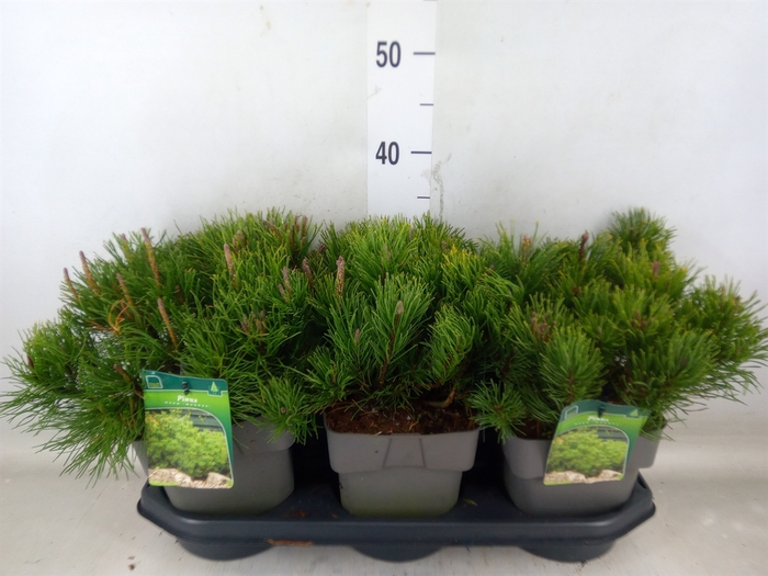 <h4>Pinus mugo var. pumilio</h4>