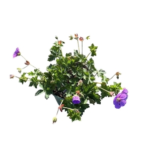 Geranium Rozanne