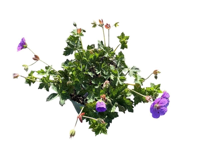 <h4>Geranium Rozanne</h4>