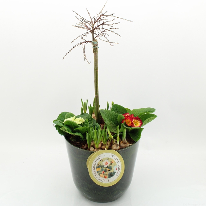 <h4>MTG-SA-06 My Tiny Garden Salix</h4>