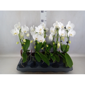 Phalaenopsis   ...white