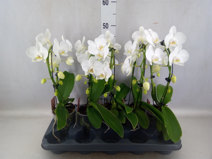 Phalaenopsis   ...white