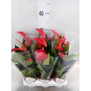 Anthurium  'Banderola Roja'