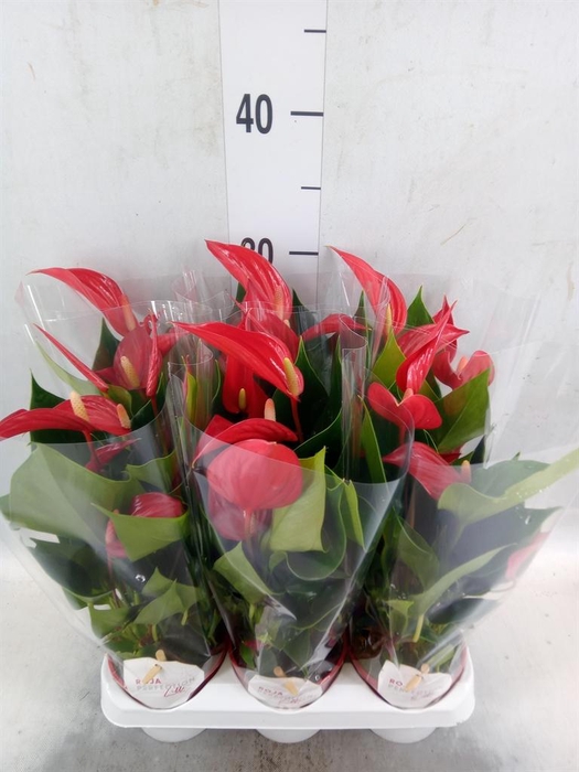 <h4>Anthurium  'Banderola Roja'</h4>