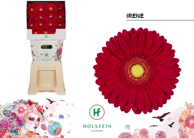 <h4>Gerbera Irene Diamond</h4>