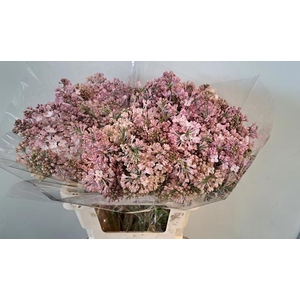 SYR HY MAIDENS BLUSH