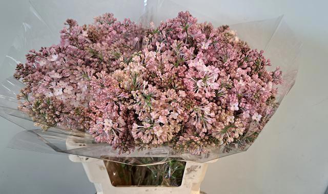 <h4>SYR HY MAIDENS BLUSH</h4>