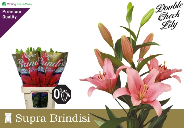 <h4>LI LA BRINDISI</h4>