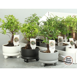 BONSAI GEM
